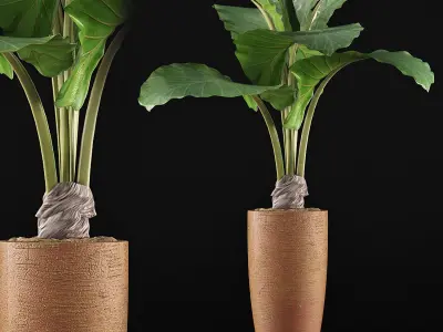 Plants Collection 53 3D model
