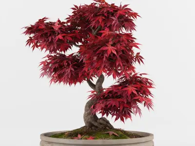 Bonsai Japanese Maple tree 3D model