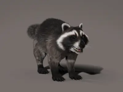 Raccoon 3d model Hair Farm Fur 3D model