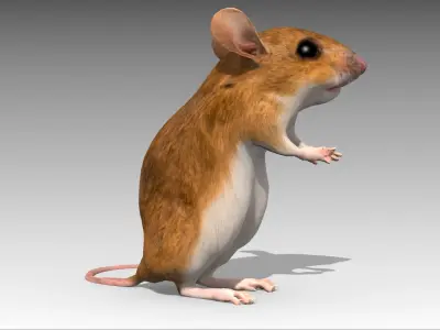 Mouse Low-poly 3D model