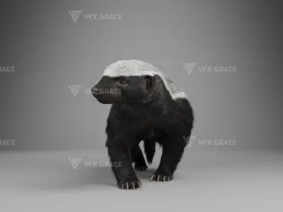 Mellivora Animation - Blender 3D model