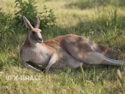 Female Kangaroo Animation VFX Grace 3D model