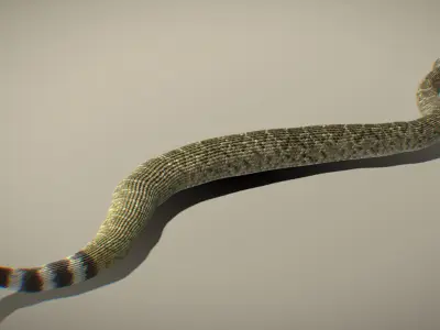 Western Diamondback Rattlesnake 3D model