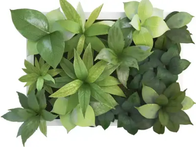 Plant Frame 40 X 30 Cms 3D model