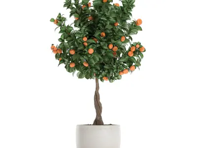Citrus mandarin tree for the interior in white pot 681 3D model