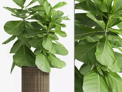 Decorative plant set-49 3D model