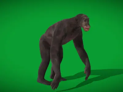 Pygmy Chimpanzee Bonobo Ape Low-poly 3D model