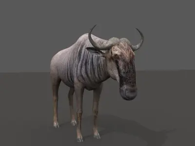 Wildebeest PRO Low-poly 3D model