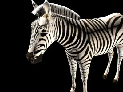 Zebra Low-poly 3D model