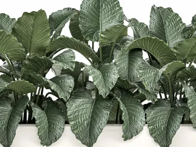 Alocasia in a white flowerpot for decor and interior design 509 3D model