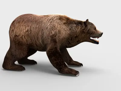 brown-bear animal 3d model  Low-poly 3D model