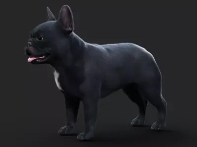 French BullDog  ANIMATED  XGEN-CORE  3D model