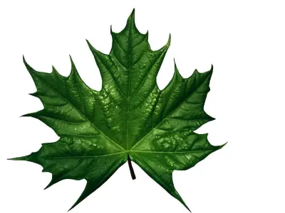 UE5 VFX 3D Falling Leaves Effect In Niagara System animation  3D model