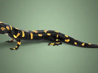 Salamander realistic Rigged Blender 3D model