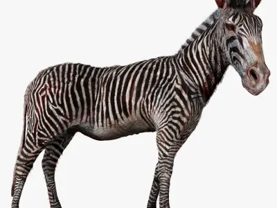 Zebra Zoological Specimen Low-poly 3D model