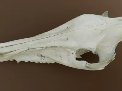 Wild Boar Skull 3D model