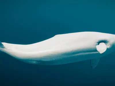 Beluga Whale 3D model