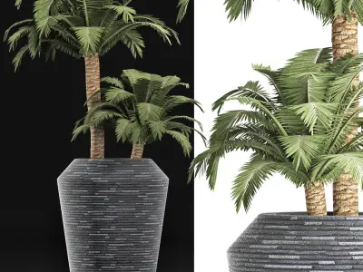 Plants Collection 187 Palm 3D model