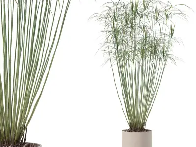 Cyperus papyrus in modern flower pot 3D model