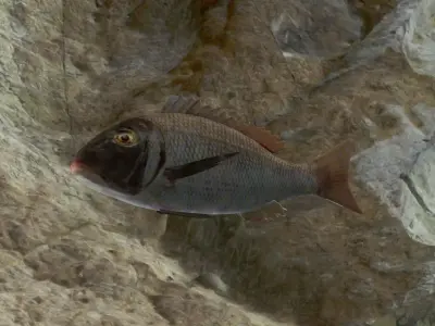 Orange finned emperor Low-poly 3D model