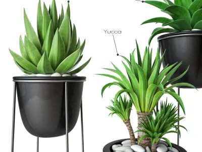 Plant Set 3 three potted plants 3D model