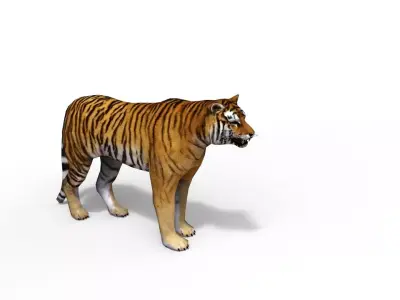Animated Tiger Low-poly 3D model