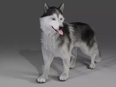 Fur Husky Rigged in Blender Low-poly 3D model