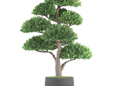 Bonsai tree 3D model