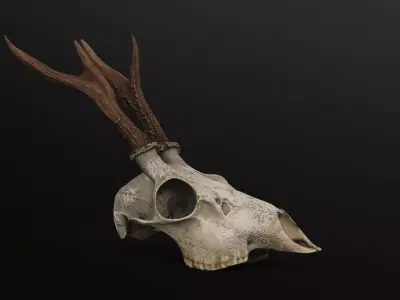 Deer skull young Low-poly 3D model
