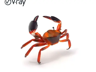 Coconut Crab Tropical Design model pack Low-poly 3D model