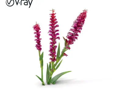 Purple Flower Model Pack  High Detail Botanical Collection Low-poly 3D model