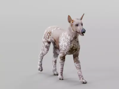 Hairless Mexican dog Game Ready Low-poly 3D model