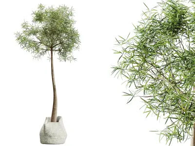 AV HousePlants Japandi Minimalism Ficus Dracaena Marginata18 3D model