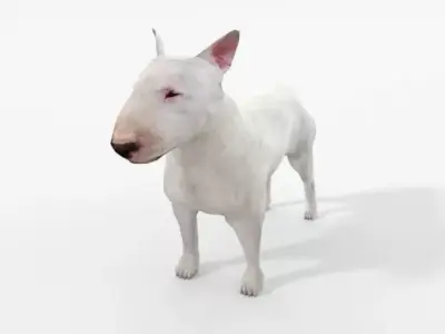 Bull Terrier Low-poly 3D model purchase