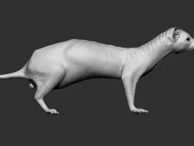 VFX Ready ferret 3d model  3D model