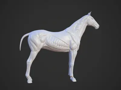 Animal - Horse Anatomy Skin Ecorche Body Base Low-poly 3D model