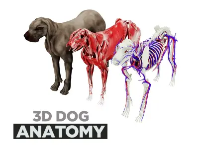 Dog Anatomy with internal organs - 4k textures 3D model