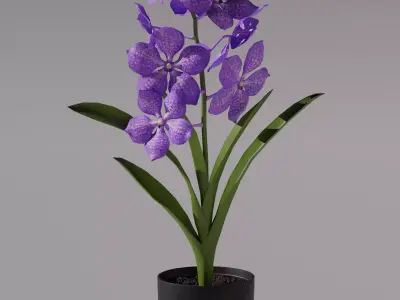 Vanda Orchid  Low-poly 3D model