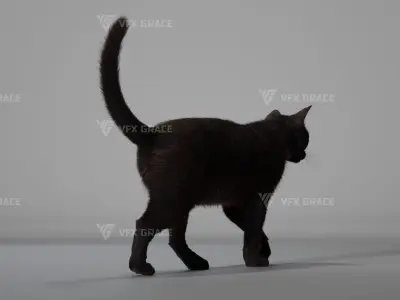 Black Cat Animation - VFX Grace 3D model