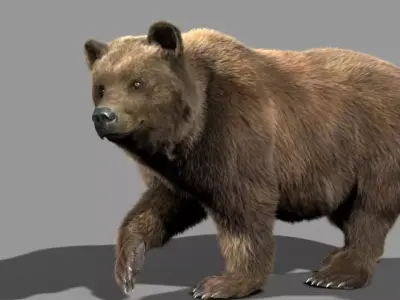 Bear braun 3D model