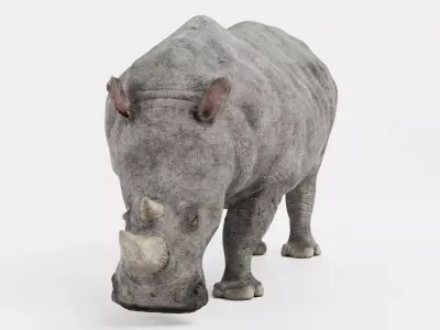 -White Rhinoceros- 3D model
