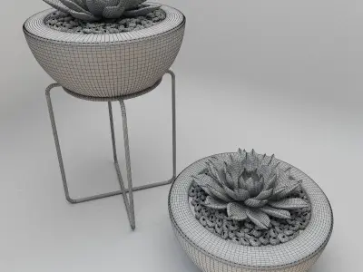 Succulent in bowl with stones 3D model