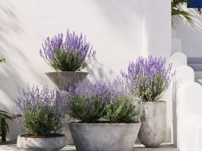 Lavender in Modern Concrete Planters  3D Plant Set 3D model