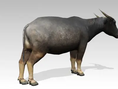 Water Buffalo Animated Low-poly 3D model