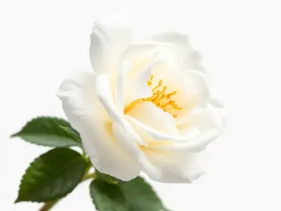 Exquisite Rosa Models Pack 3D Model Collection