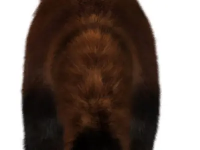 Red panda with realistic fur 3D model