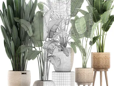 Decorative banana plants for the interior in baskets 615 3D model