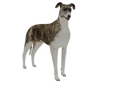 Hungarian Greyhound Magyar AgaR Dog Low-poly 3D model