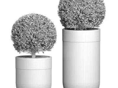 Boxwood Buxus  shrub tree in modern Luxury flower pots vases  3D model