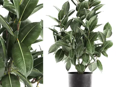 Ficus tree in a pot for the interior 851 3D model